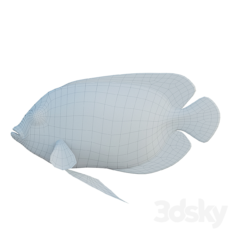 Blue girdled Angelfish set 04 3DS Max Model - thumbnail 2