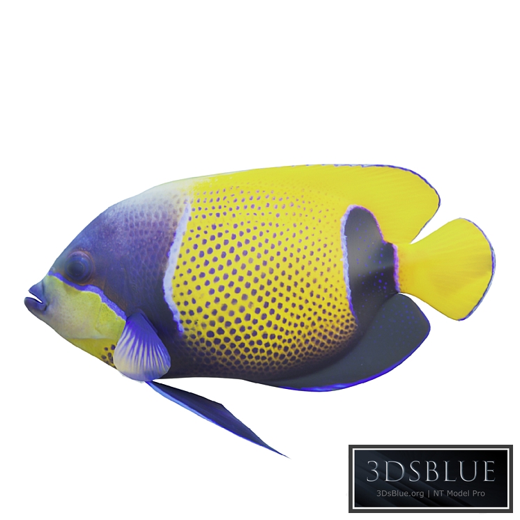 Blue girdled Angelfish set 04 3DS Max - thumbnail 3