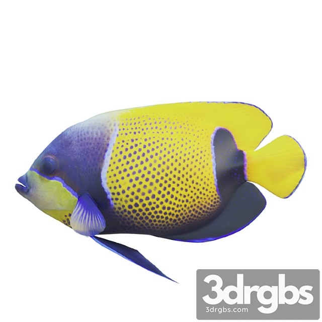 Blue Girdled Angelfish Set 04 3dsmax Download - thumbnail 1