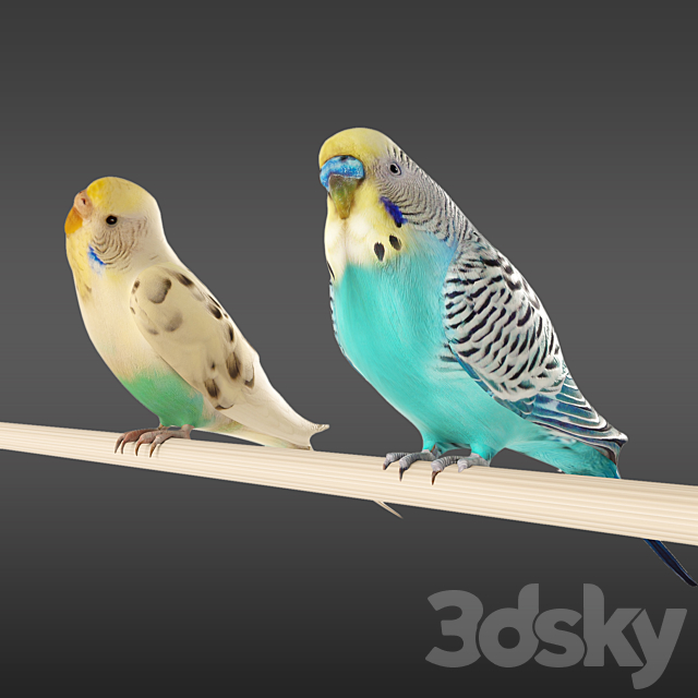 Budgies 3DS Max Model - thumbnail 2