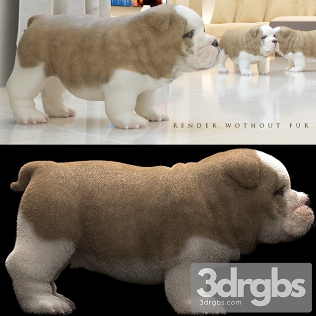 Bull Dog 3dsmax Download - thumbnail 1