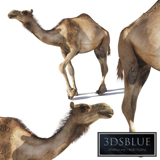 Camel 3DS Max - thumbnail 3