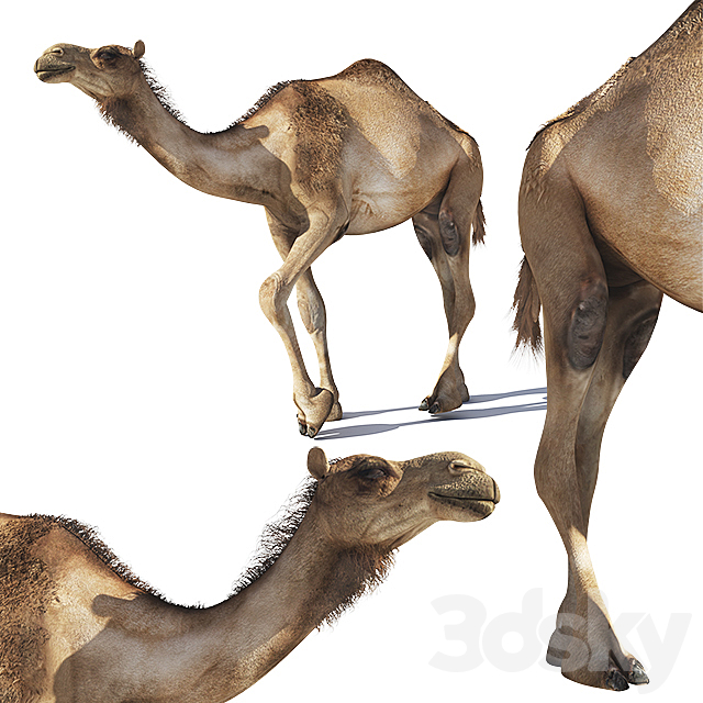 Camel 3DSMax File - thumbnail 1