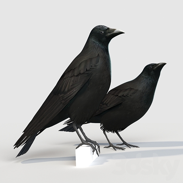 Carrion Crow (bird) 3ds Max - thumbnail 1