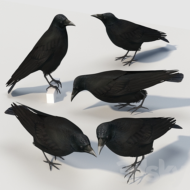 Carrion Crow (bird) 3ds Max - thumbnail 2