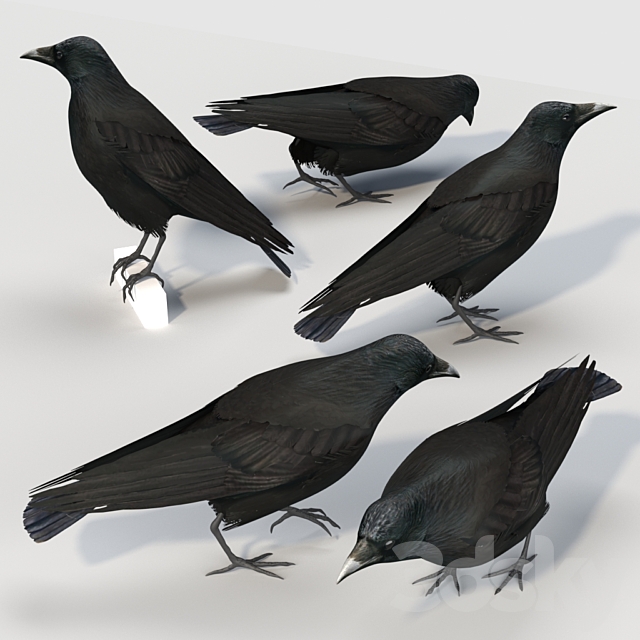 Carrion Crow (bird) 3ds Max - thumbnail 3