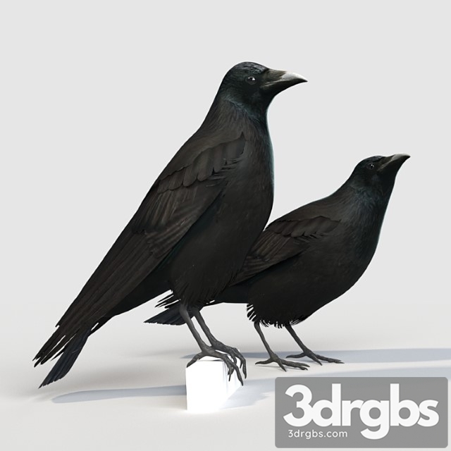 Carrion crow (bird) - thumbnail 1