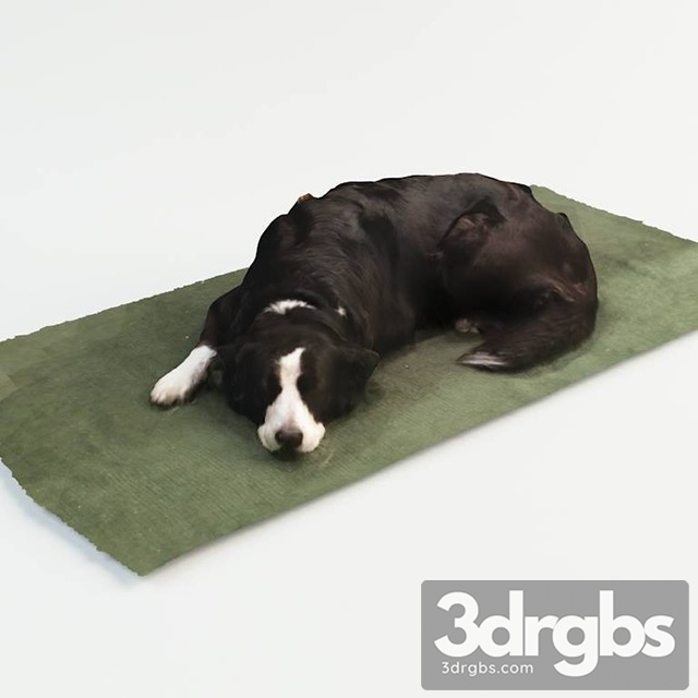 Collie Dog 3dsmax Download - thumbnail 1