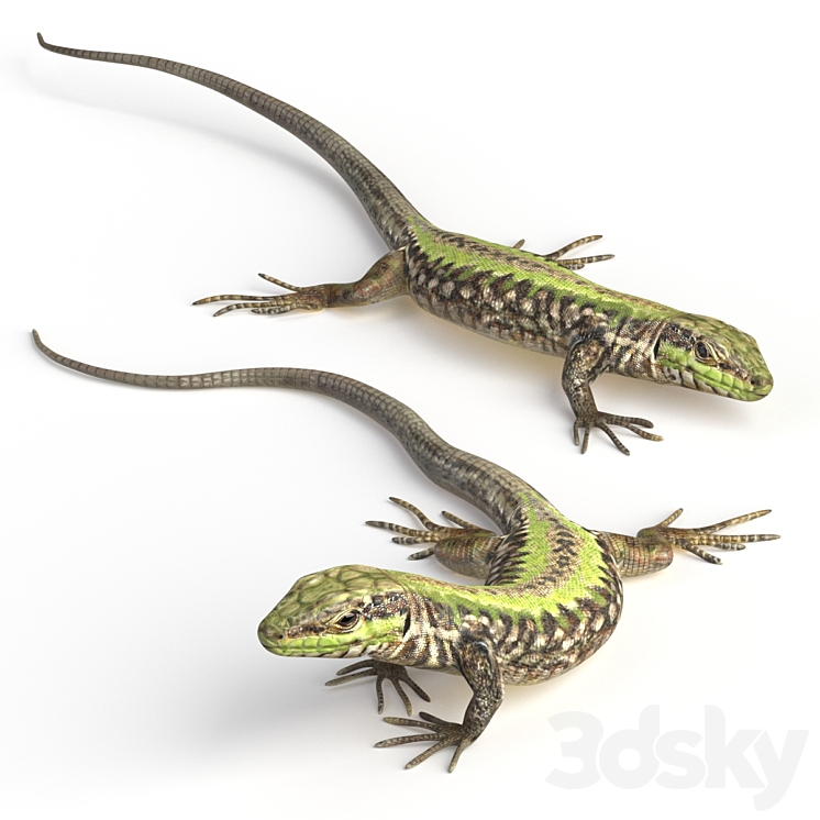 Common Wall Lizard – 5 poses 3DS Max - thumbnail 1