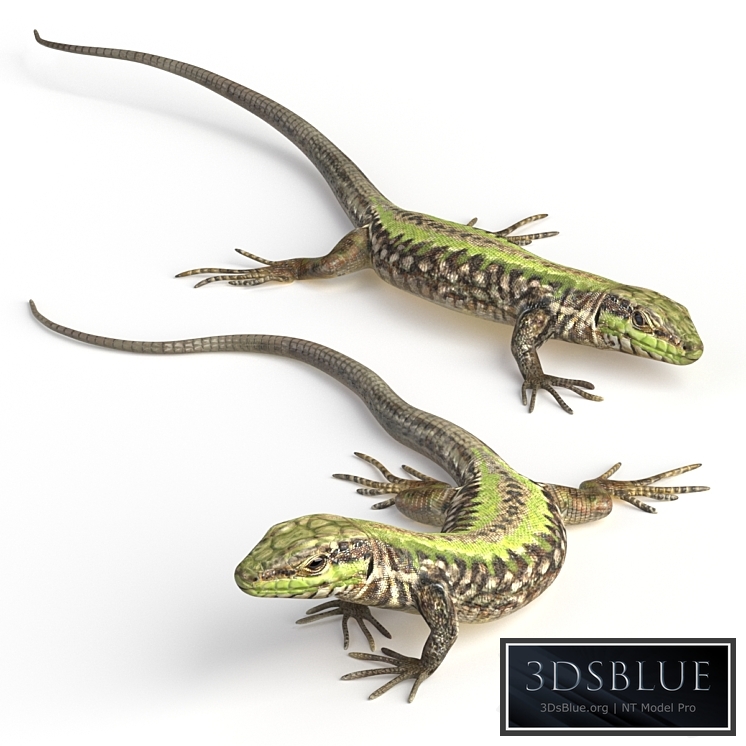 Common Wall Lizard – 5 poses 3DS Max - thumbnail 3