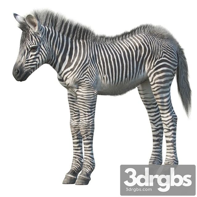 Creature Baby zebra 3dsmax Download - thumbnail 1