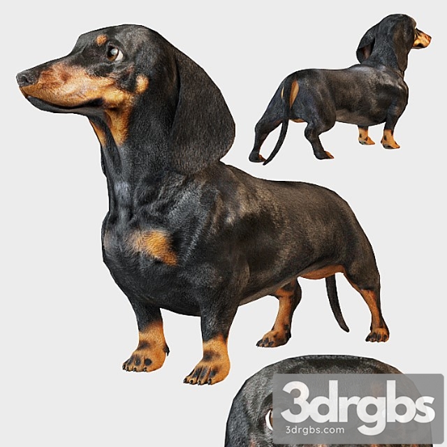 Creature Black dachshund 3dsmax Download - thumbnail 1