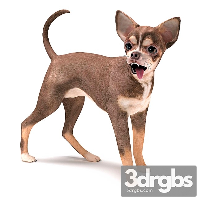 Creature Brown chihuahua 3dsmax Download - thumbnail 1