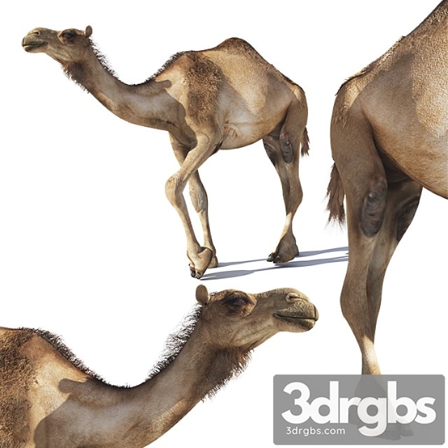 Creature Camel 3dsmax Download - thumbnail 1