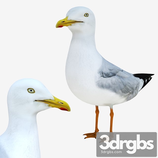 Creature Gull 3dsmax Download - thumbnail 1