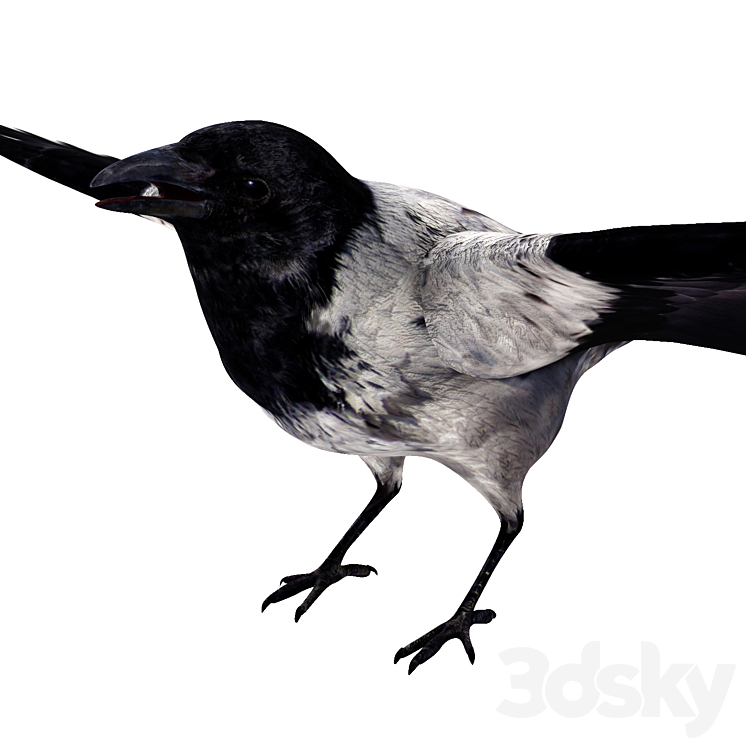 Crow 3DS Max Model - thumbnail 2