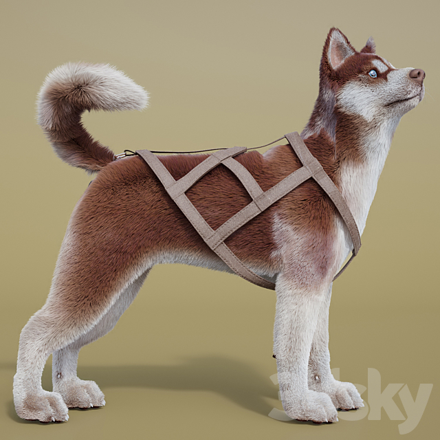 Dog team: Huskies sled pulka. 3DS Max Model - thumbnail 2