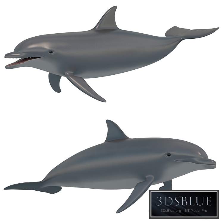 Dolphin bottlenose dolphin 3DS Max - thumbnail 3