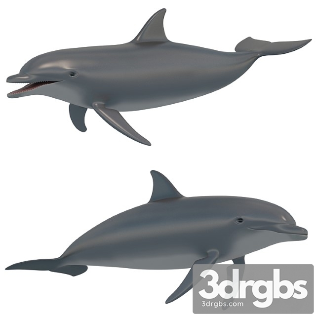 Dolphin bottlenose dolphin - thumbnail 1