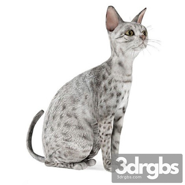 Egyptian Mau Cat 3dsmax Download - thumbnail 1