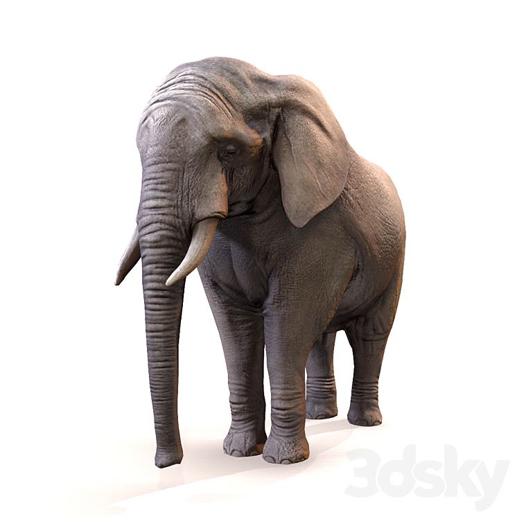 Elephant \/ Elephant 3DS Max - thumbnail 1