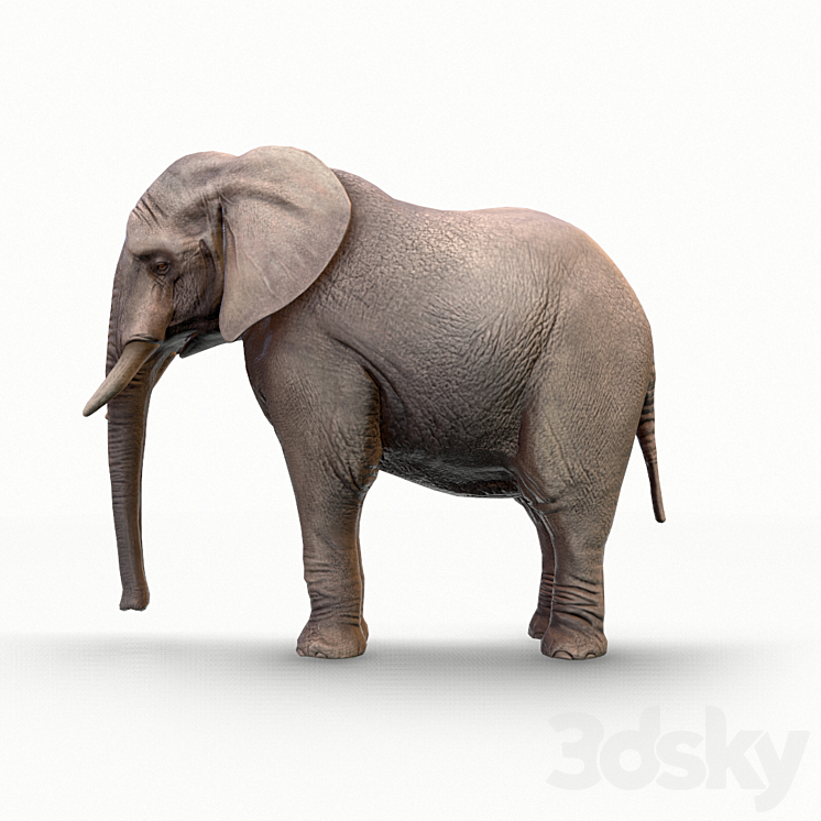 Elephant \/ Elephant 3DS Max - thumbnail 2