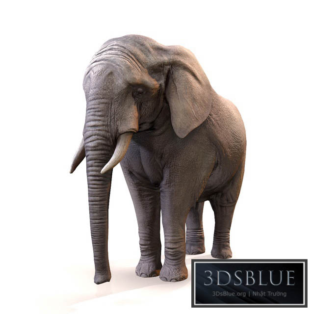 Elephant \/ Elephant 3DS Max - thumbnail 3