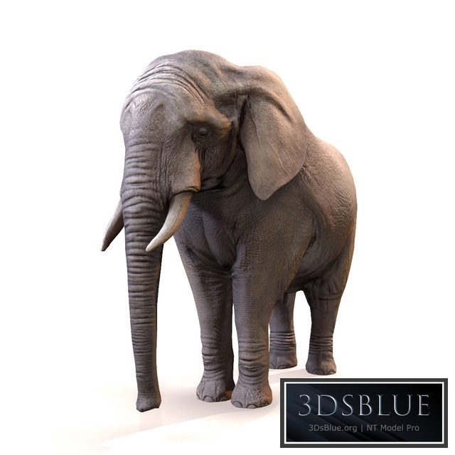 Elephant \/ Elephant 3DS Max - thumbnail 3