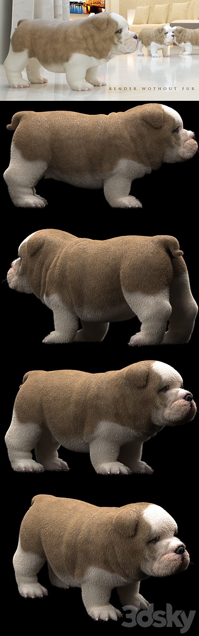 ENGLISH BULDOG PUPPY 3DS Max Model - thumbnail 2