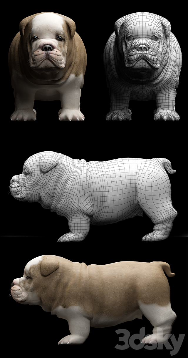 ENGLISH BULDOG PUPPY 3DS Max Model - thumbnail 3