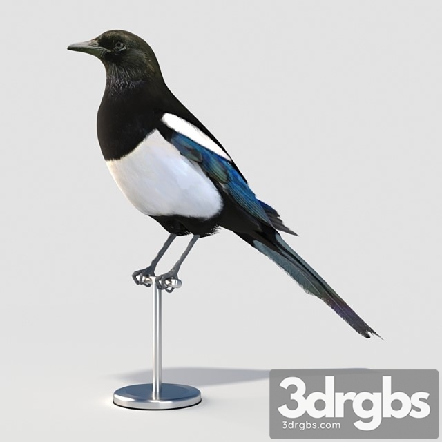 Eurasian (common) magpie - thumbnail 1