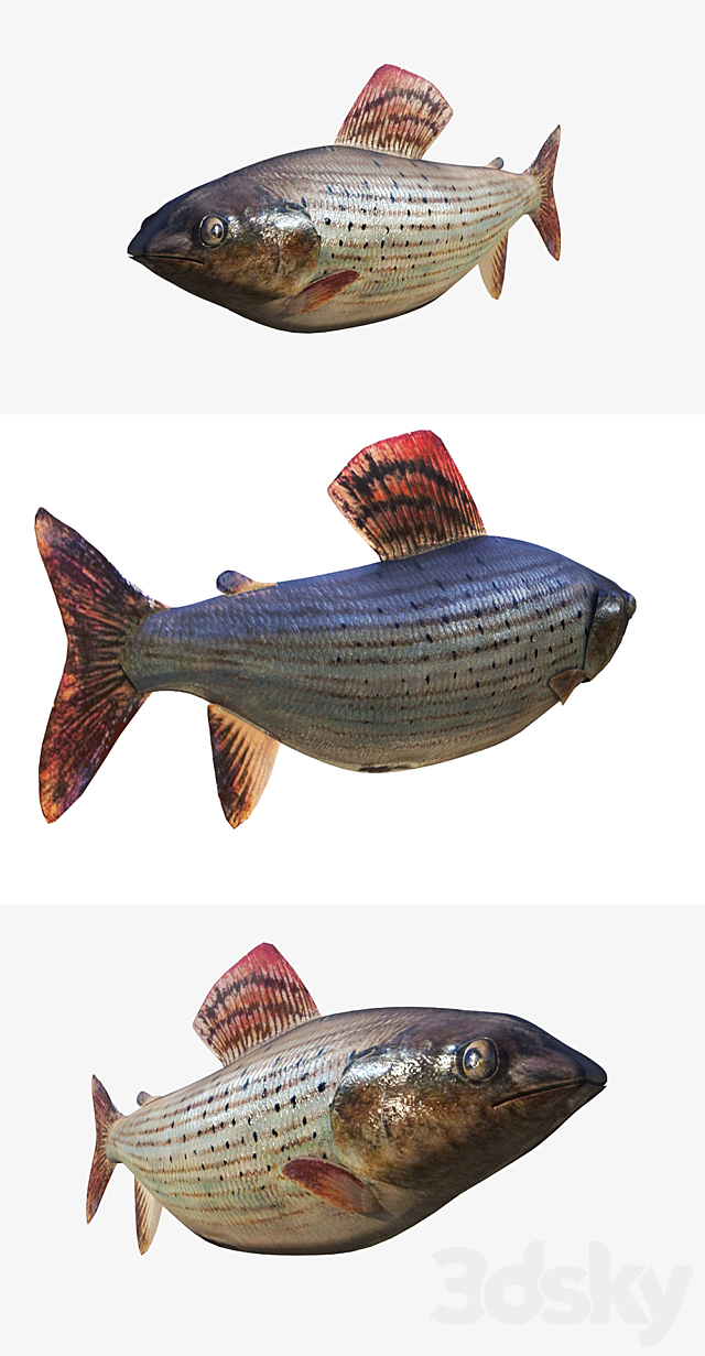 fish 3ds Max - thumbnail 2