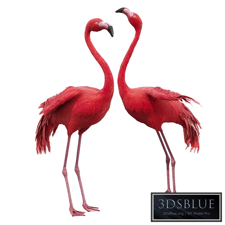 Flamingo-model 3DS Max - thumbnail 3