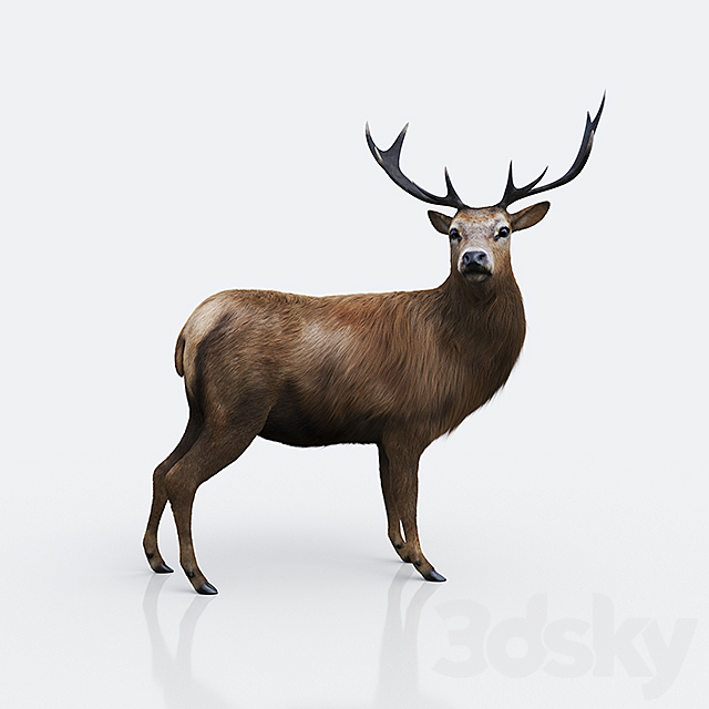 Forest deer 3ds Max - thumbnail 1