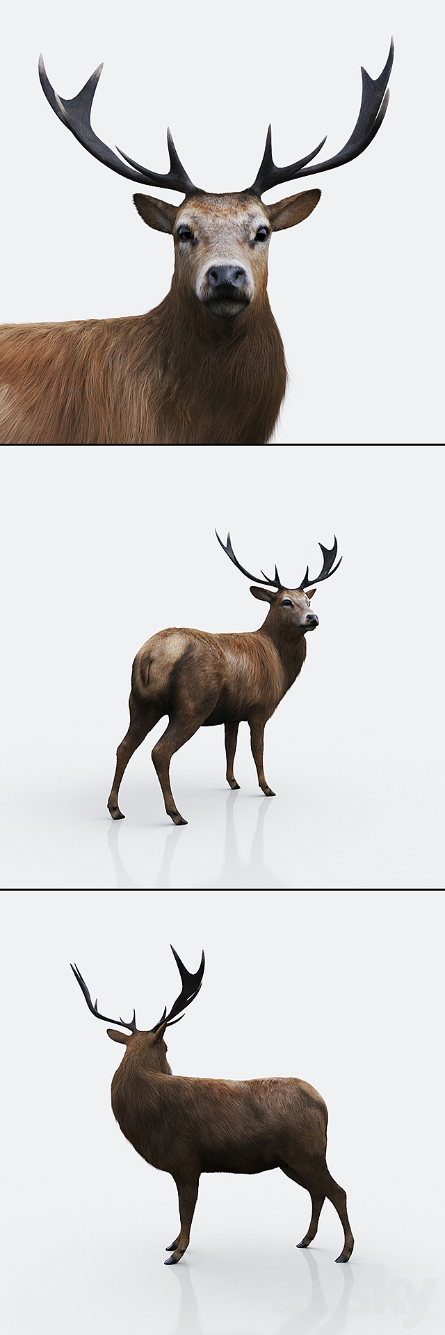 Forest deer 3ds Max - thumbnail 2