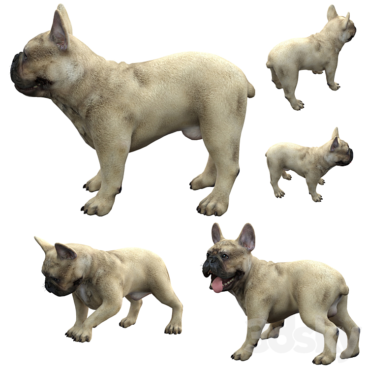 French Bulldog 3DS Max - thumbnail 2