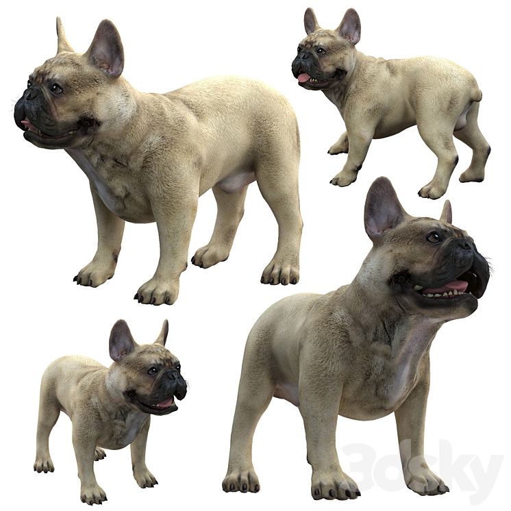 French Bulldog 3DS Max - thumbnail 1