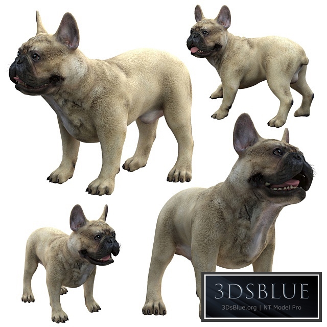 French Bulldog 3DS Max - thumbnail 3