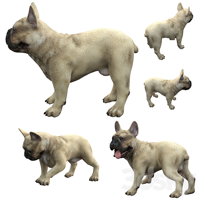 French Bulldog 3DSMax File - thumbnail 2