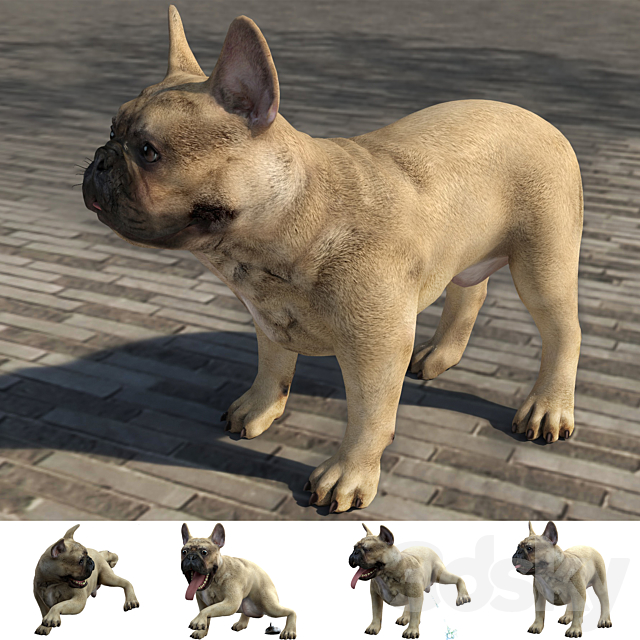 French Bulldog 3DSMax File - thumbnail 5