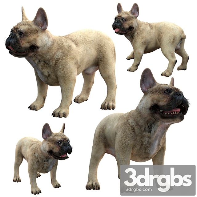 French bulldog - thumbnail 1