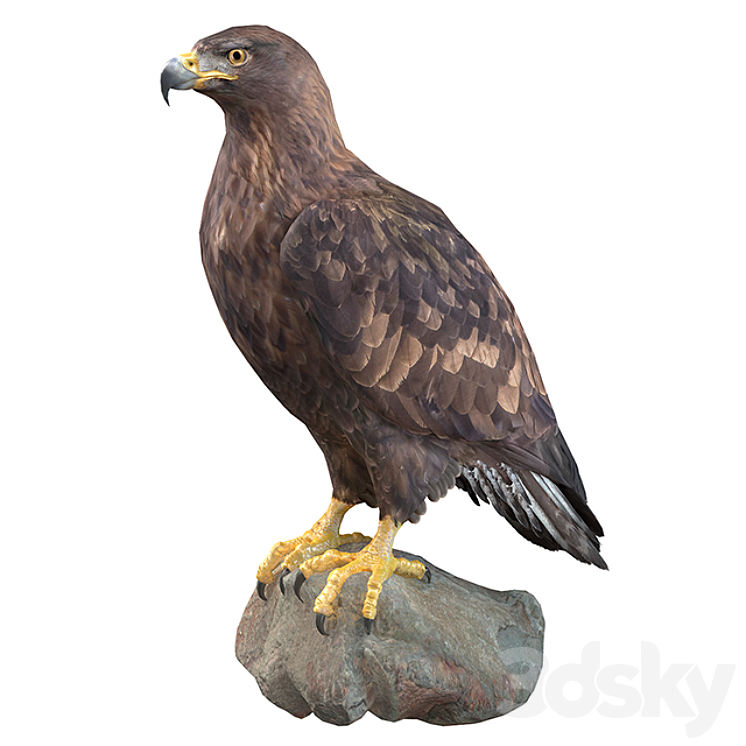 Golden eagle 3DS Max - thumbnail 1