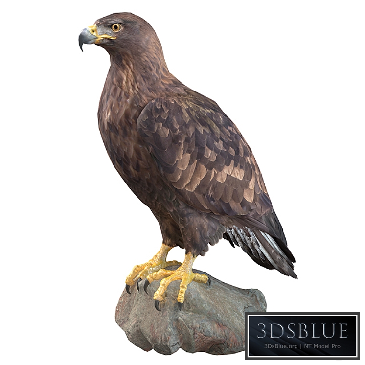 Golden eagle 3DS Max - thumbnail 3