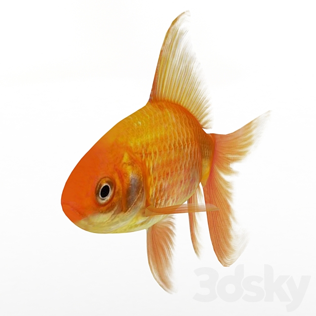 Golden fish 3DS Max Model - thumbnail 2