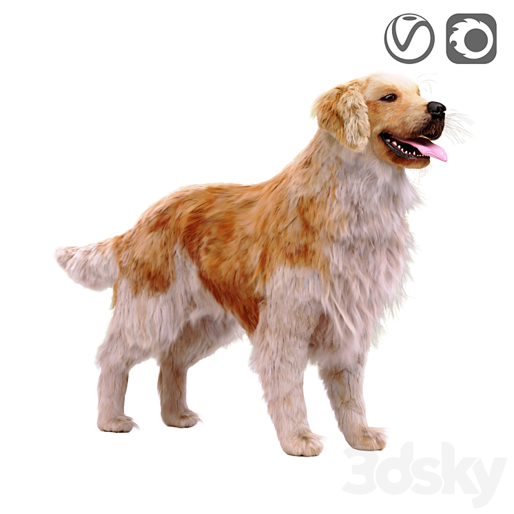 Golden retriever 3DS Max - thumbnail 1