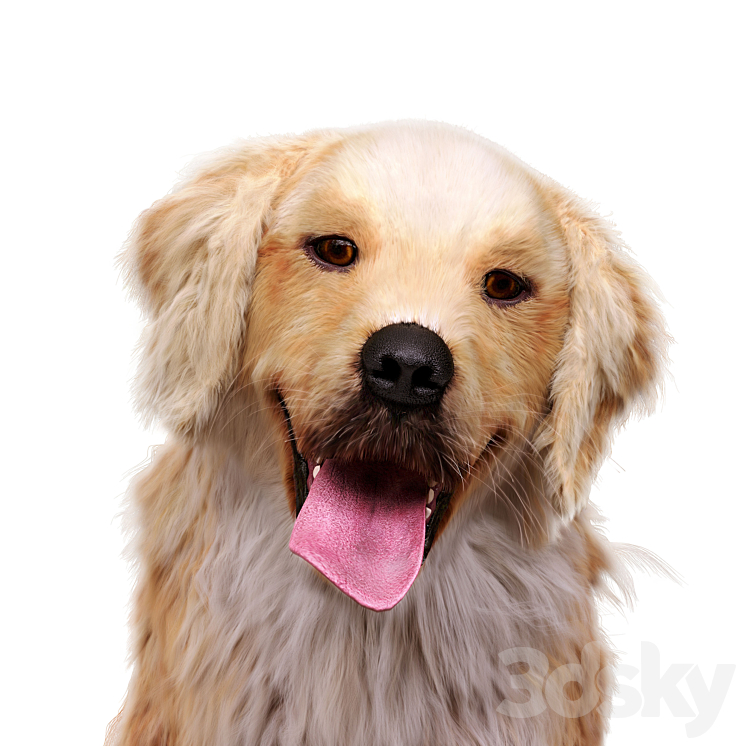 Golden retriever 3DS Max - thumbnail 2