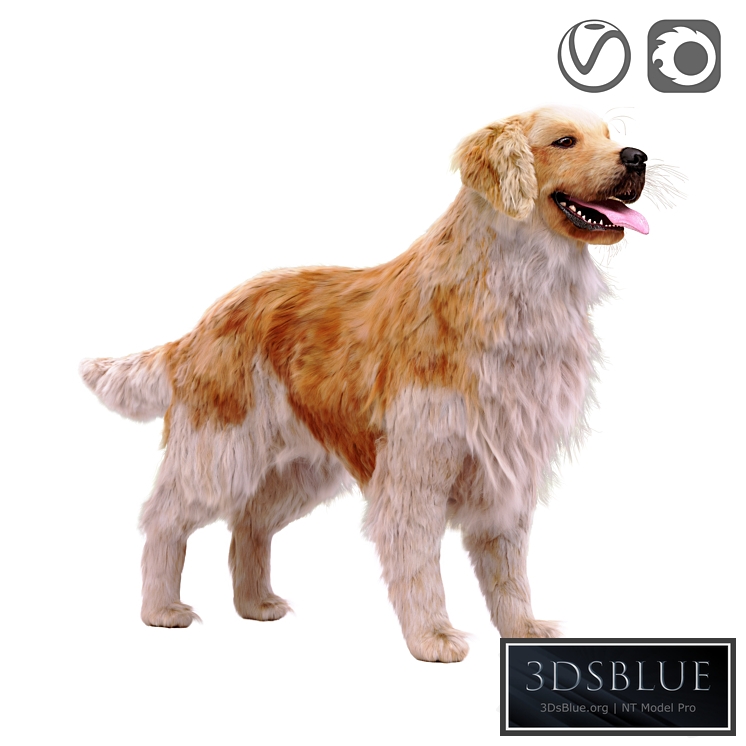 Golden retriever 3DS Max - thumbnail 3