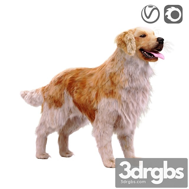 Golden retriever - thumbnail 1