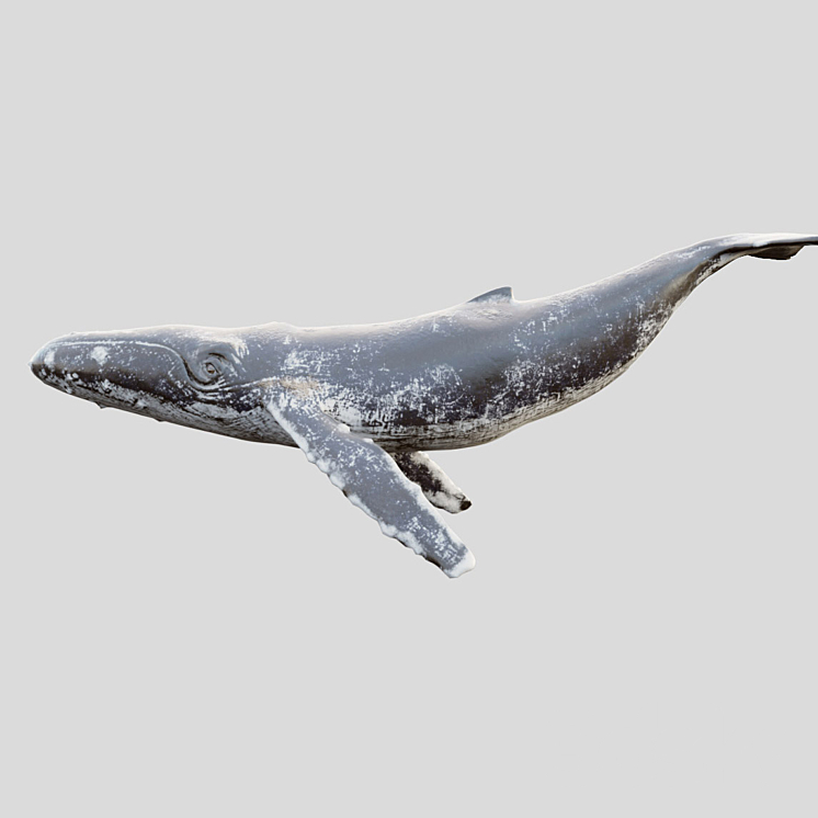 Gray_whale 3DS Max Model - thumbnail 1