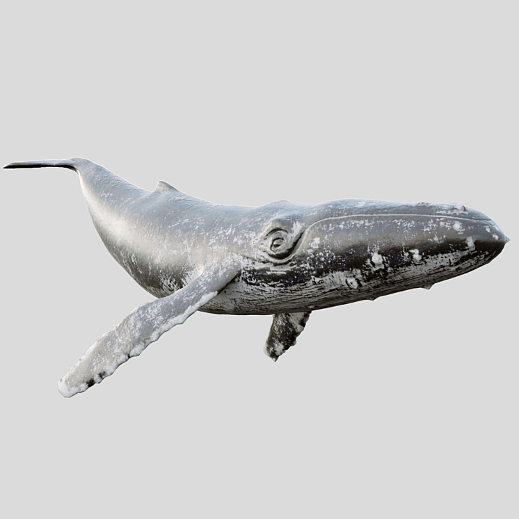 Gray_whale 3DS Max Model - thumbnail 2